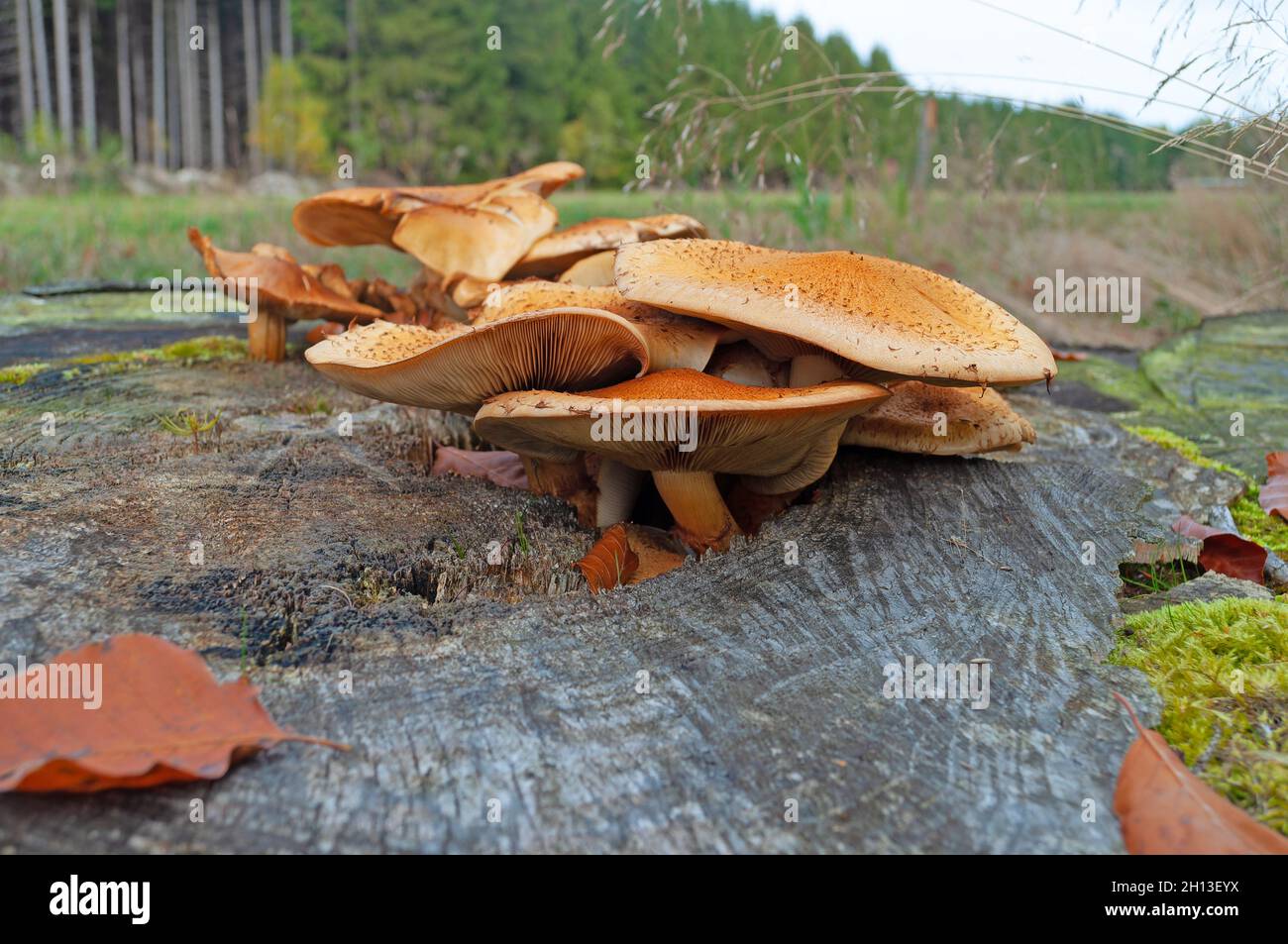 Fruit bodies of honey mushroom, Armillaria, in a close-up Stock Photo