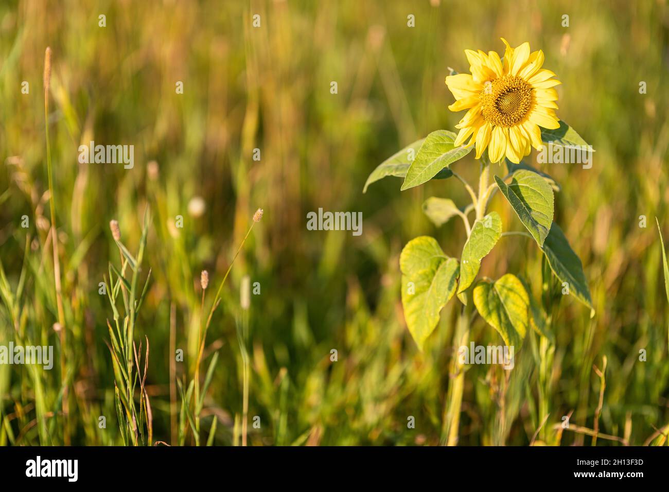 Bright sunflower growing in the field Stock Photo - Alamy