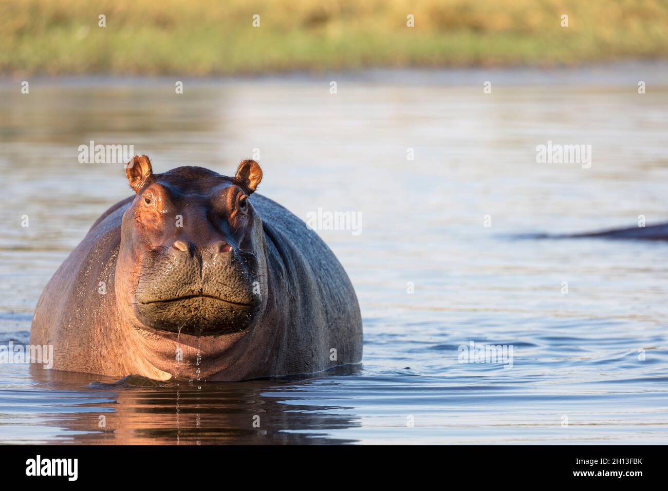 Common hippopotamus or hippo (Hippopotamus amphibius) showing aggression. Okavango Delta. Botswana Stock Photo