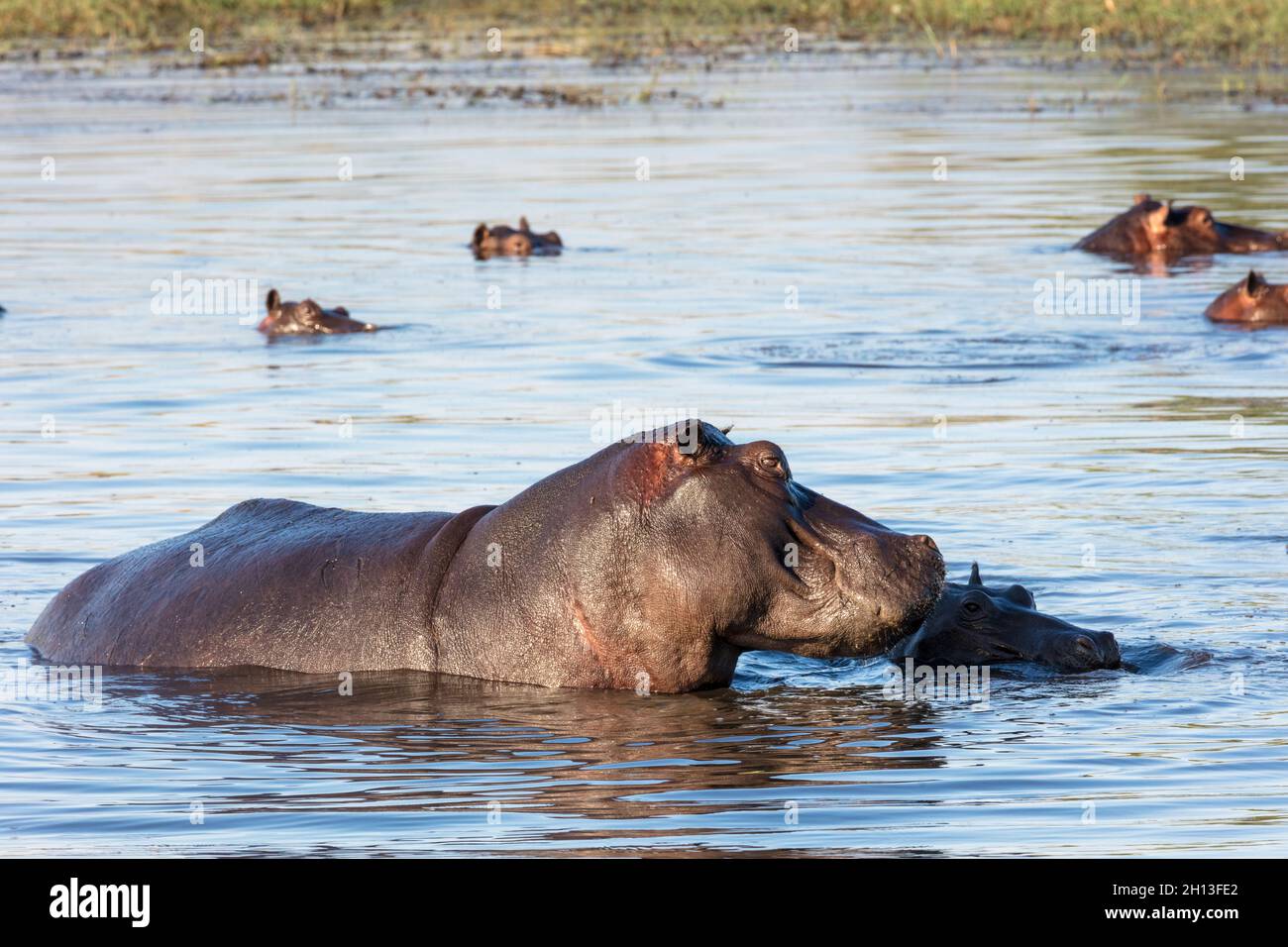 Common hippopotamus or hippo (Hippopotamus amphibius). Okavango Delta. Botswana Stock Photo