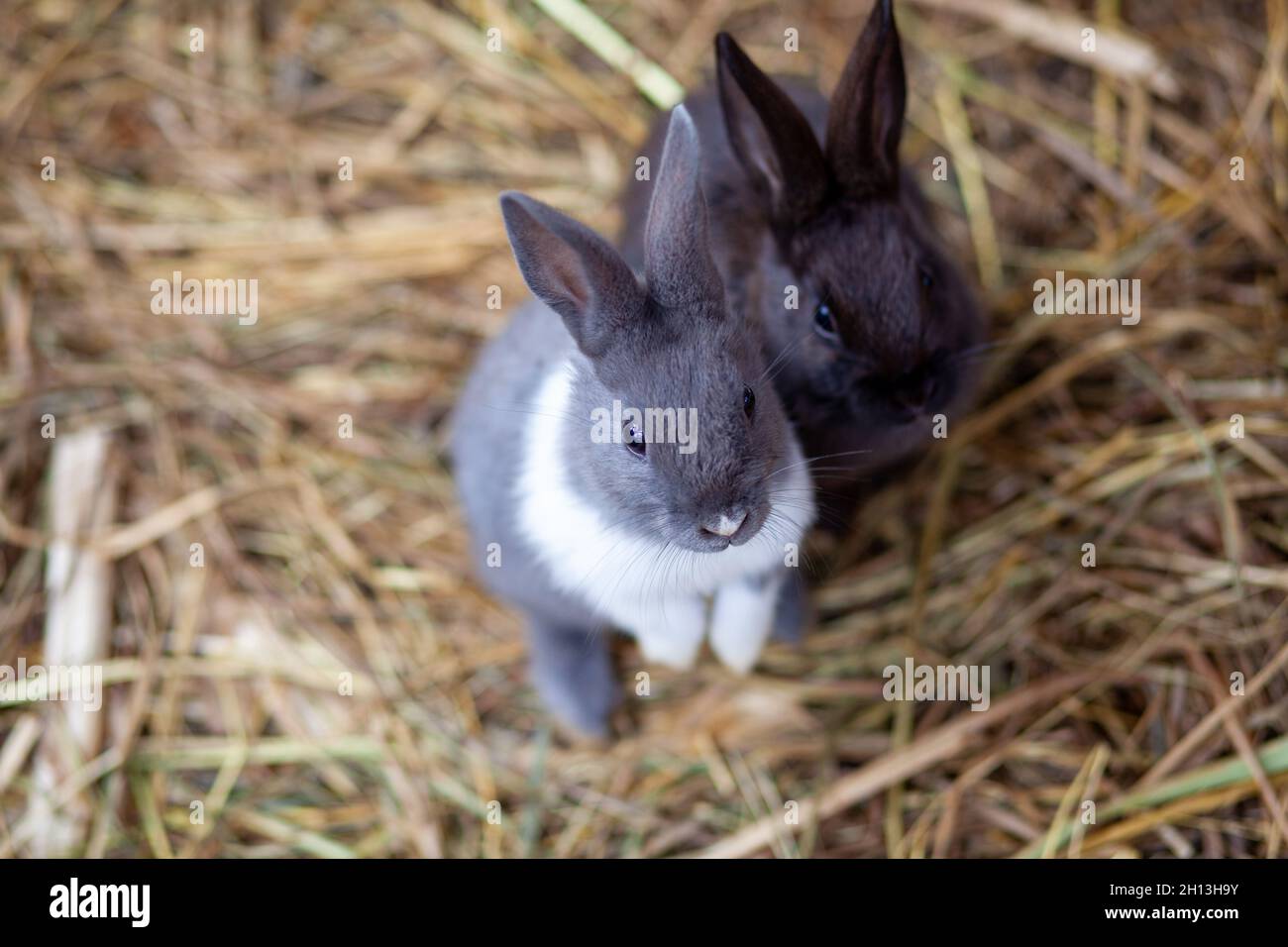 Mini Hay Bales & Baby Bales For Rabbits