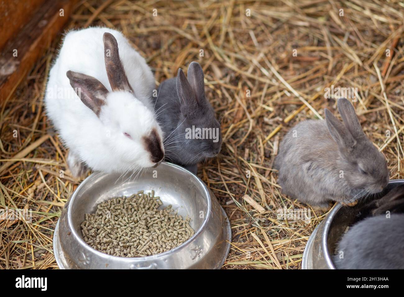 Small fluffy rabbits in the pen are eating food from a cup. There is a