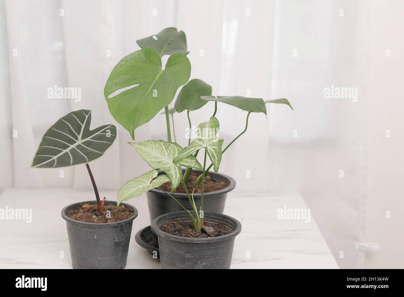 Closeup shot of Monstera, Alocasia, and Syngonium plants in pots on the  white table Stock Photo - Alamy