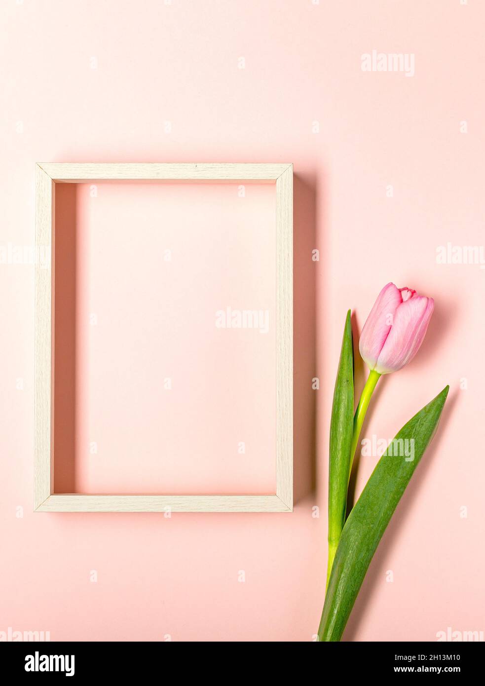 Flat lay with tulip flowers on pastel pink Stock Photo - Alamy