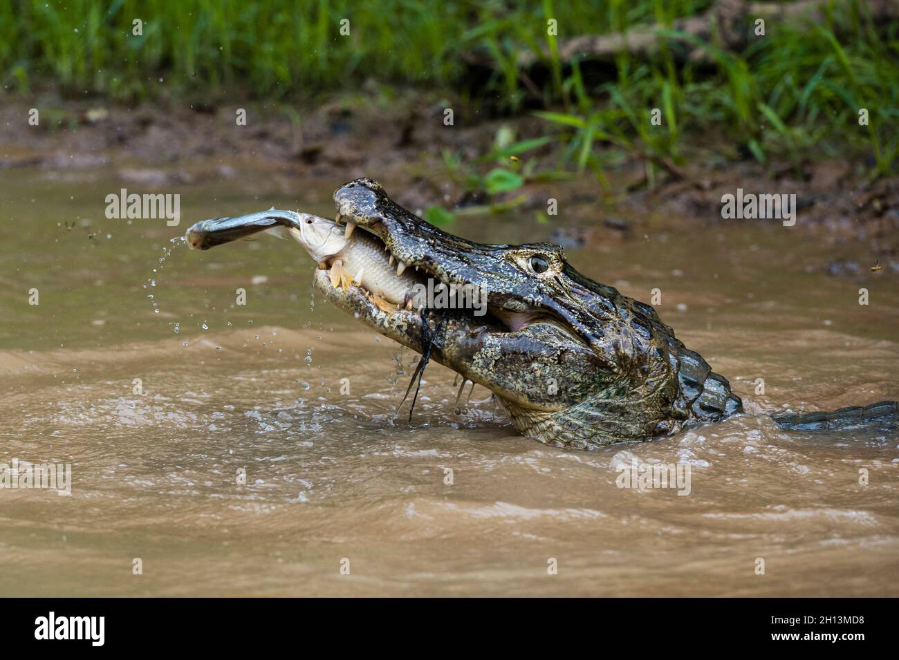 A Yacare caiman, Caiman crocodylus yacare, catching a tiger fish, Hoplias malabaricus, catching a fish in the Rio Negrinho. Pantanal, Mato Grosso, Bra Stock Photo