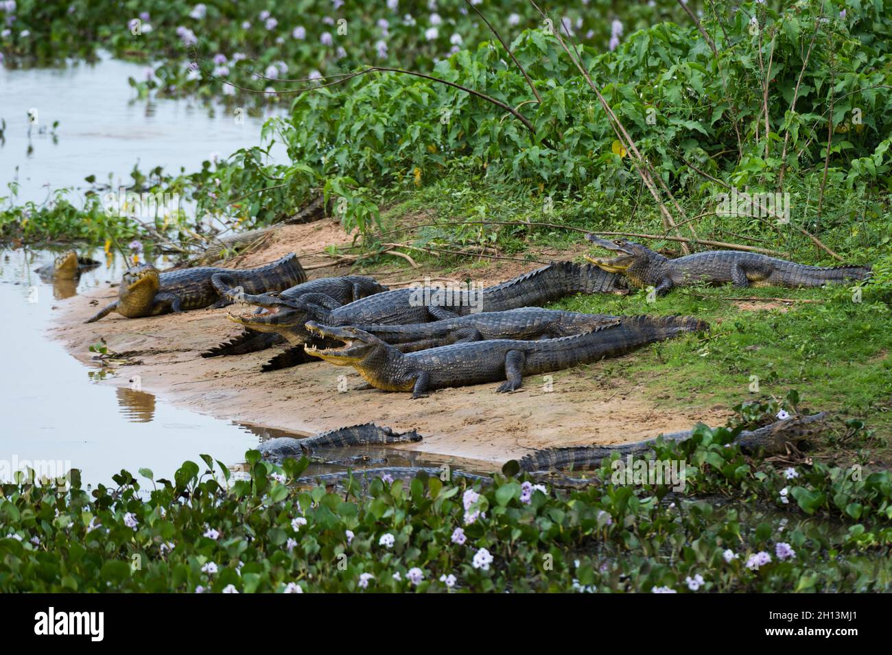 Group of Yacare caiman, Caiman crocodylus yacare, resting along the Cuiaba River. Mato Grosso Do Sul State, Brazil. Stock Photo