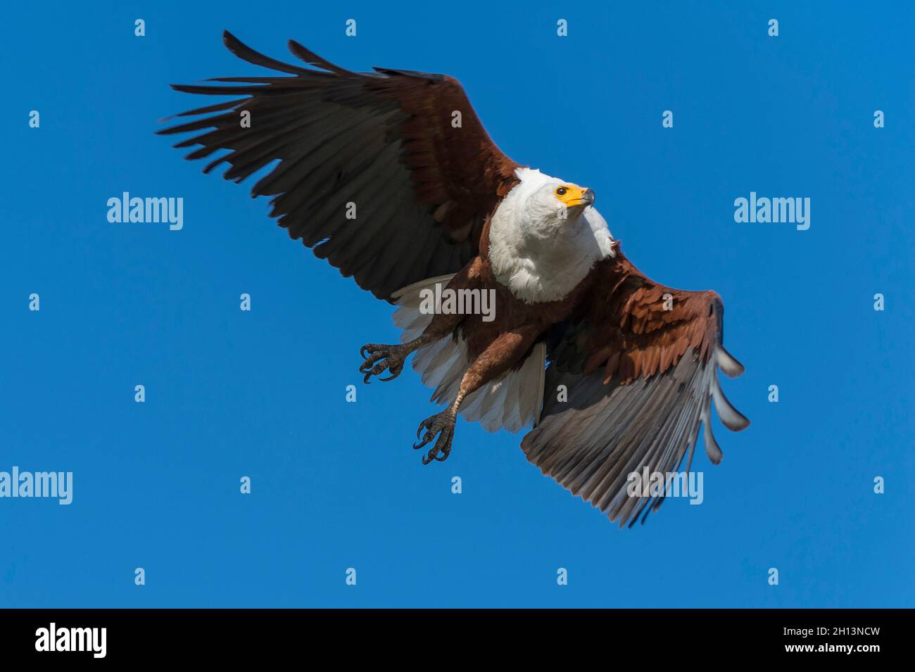 An African fish eagle, Haliaeetus vocifer, in flight in Chobe National ...