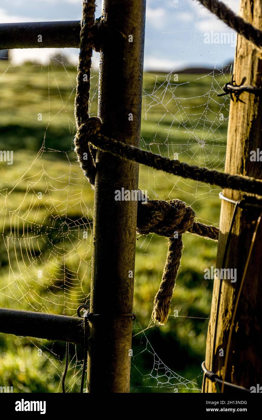 Early morning farm gate with spider webs. Ardara, County Donegal, Ireland Stock Photo