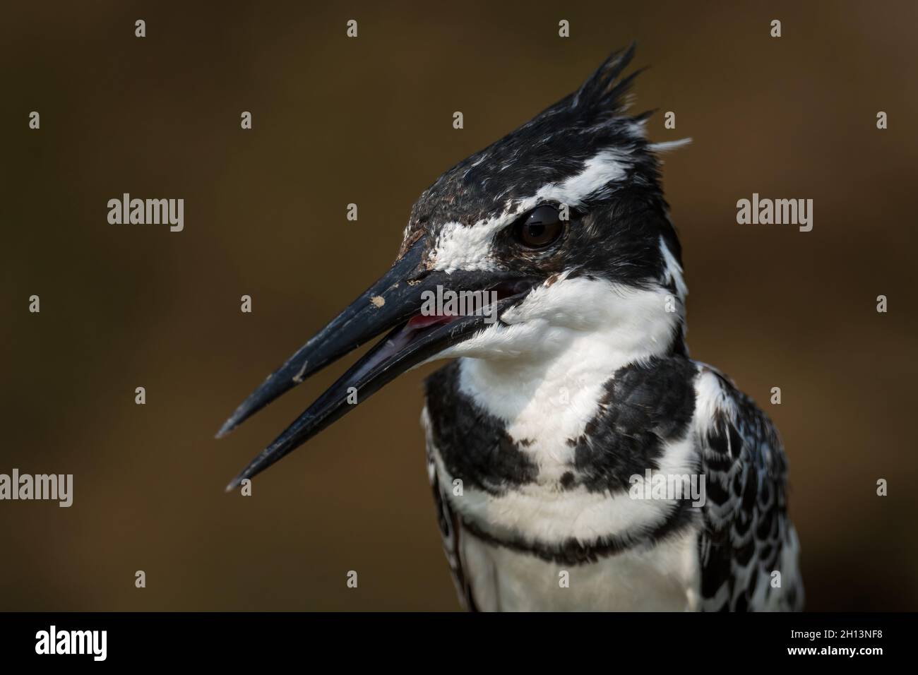 Pied Kingfisher  - Ceryle rudis, beautiful large kingfisher from African mangroves and rivers, Uganda. Stock Photo