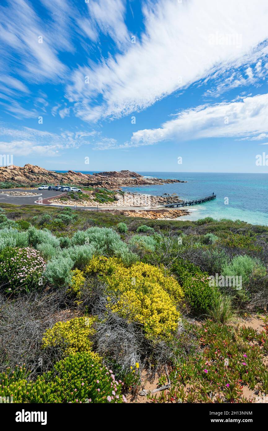 Vertical view of yellow wildflowers in bloom at springtime at Canal Rocks, a popular tourist attraction near Yallingup, Western Australia, WA, Austral Stock Photo