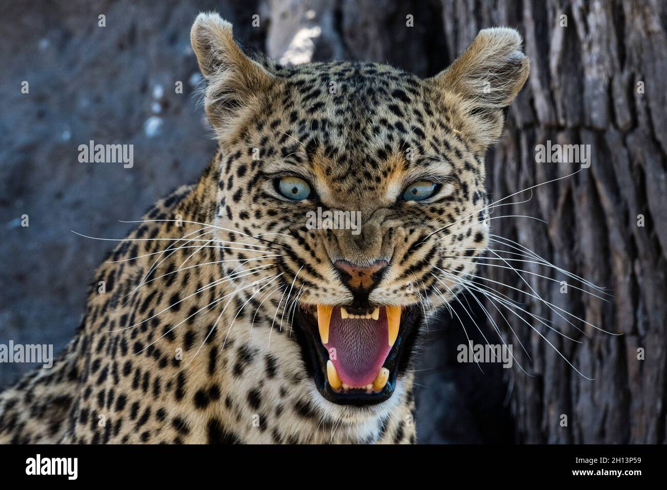 A leopard (Panthera pardus) snarling and looking at the camera, Khwai Concession, Okavango Delta, Botswana. I spent a lot of time with this green eyed Stock Photo