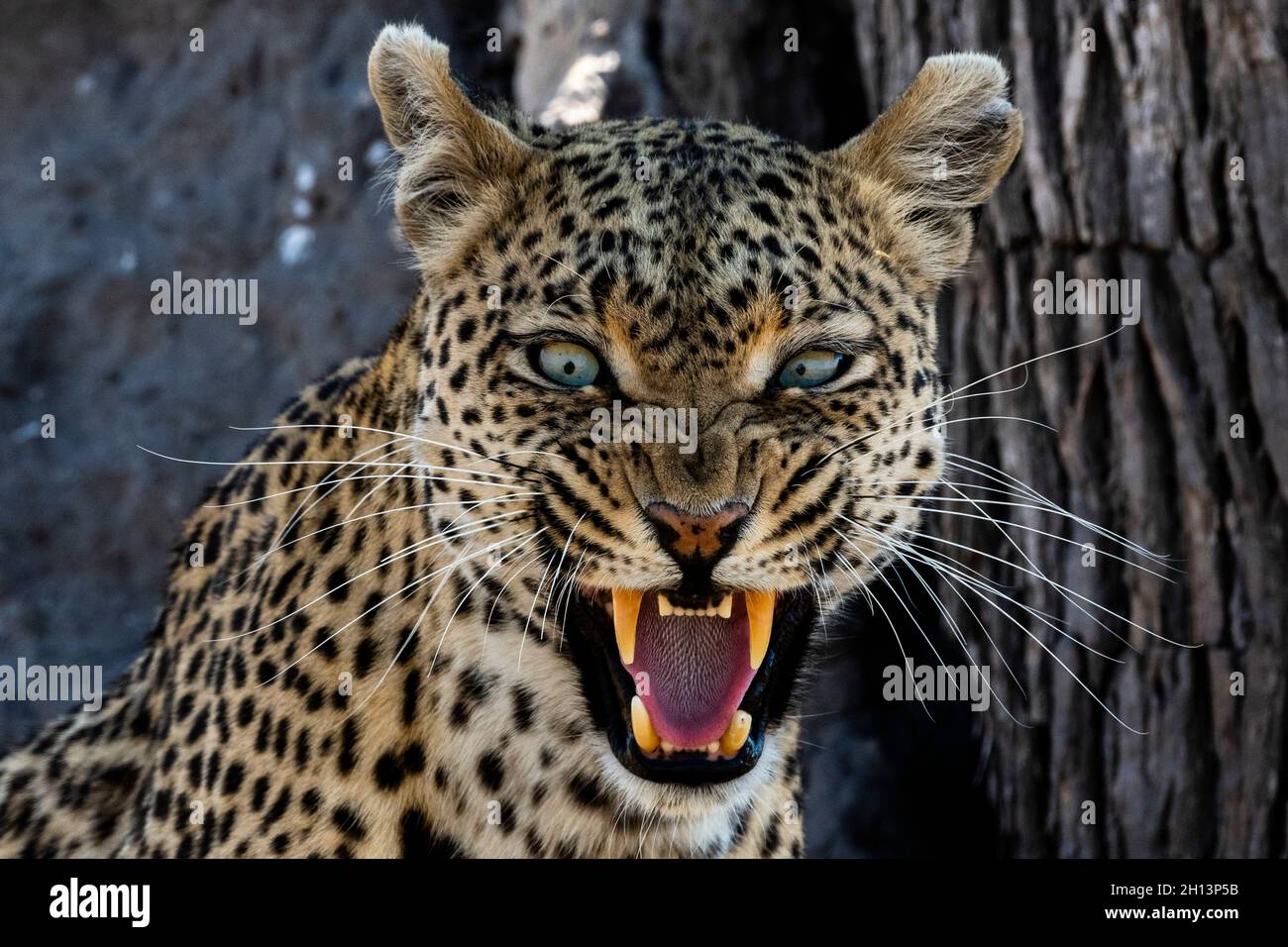 A leopard (Panthera pardus) snarling and looking at the camera, Okavango Delta, Botswana. Stock Photo