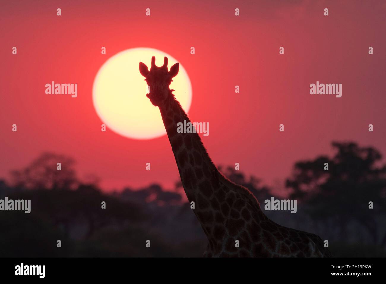 A giraffe, Giraffa camelopardalis, Savuti, at sunset. Stock Photo
