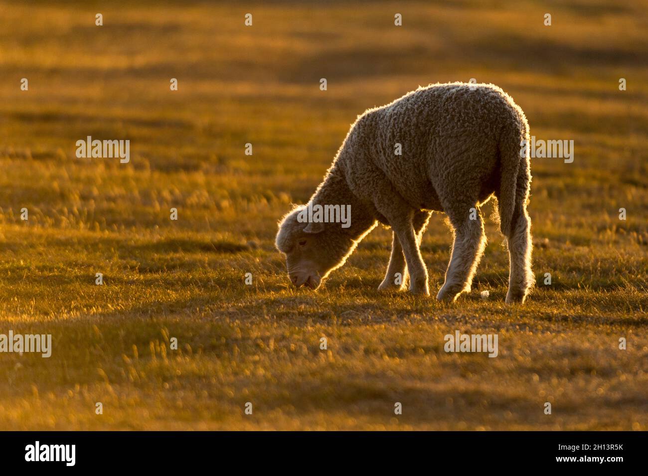 A lamb, Ovis aries, in a meadow at sunset. Pebble Island, Falkland Islands Stock Photo
