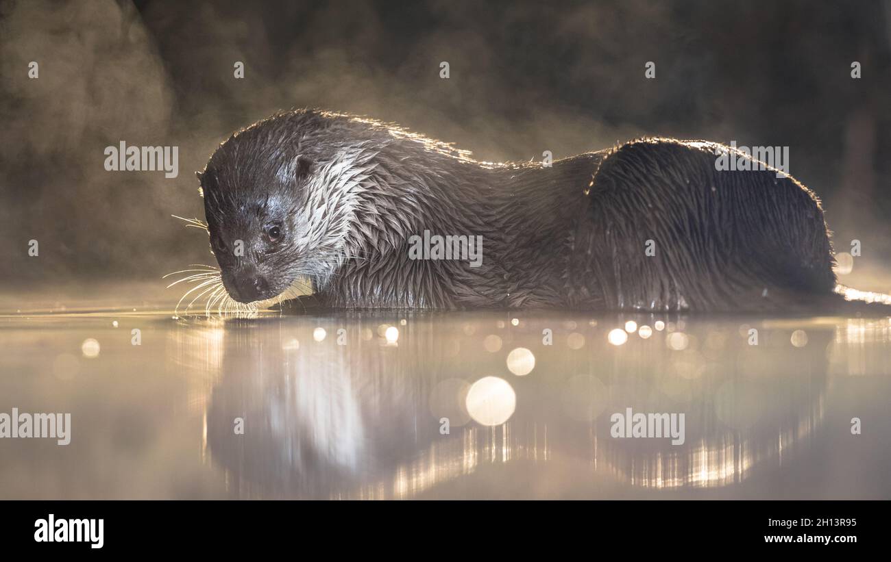 European Otter (Lutra lutra) in shallow water at night in Kiskunsagi National Park, Pusztaszer, Hungary. February. The Eurasian otter has a diet mainl Stock Photo