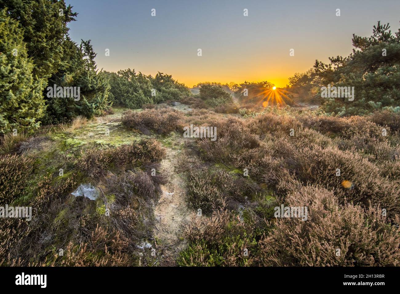 Heathland in hilly terrain on a cold morning with hoarfrost in november, Drenthe Province, the Netherlands. Landscape scene in nature of Europe, Stock Photo