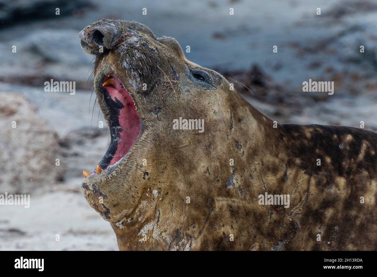 A southern elephant seal, Mirounga leonina, barking. Sea Lion Island
