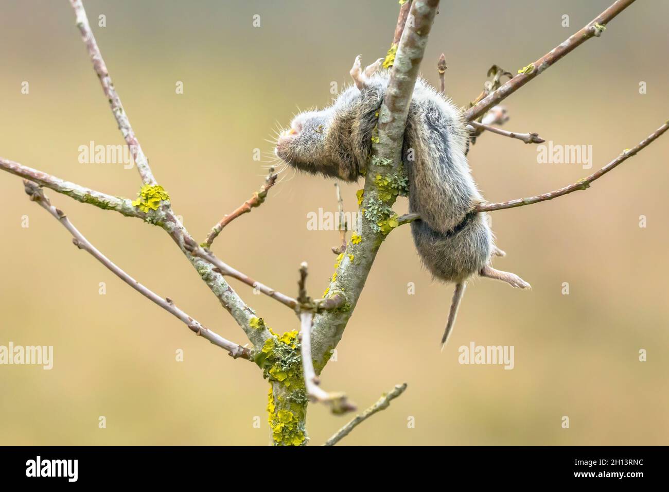 Vole mouse impaled on thorn by the great grey shrike (Lanius excubitor). This is a large songbird species in the shrike family. Typically, at least ha Stock Photo