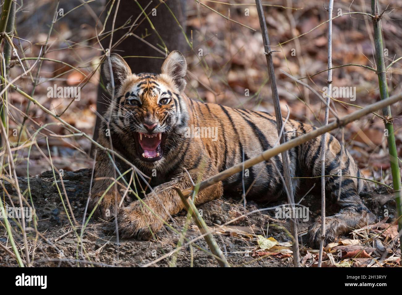 A Young Bengal tiger cub, Panthera tigris tigris, snarling. Madhya Pradesh, India. Stock Photo
