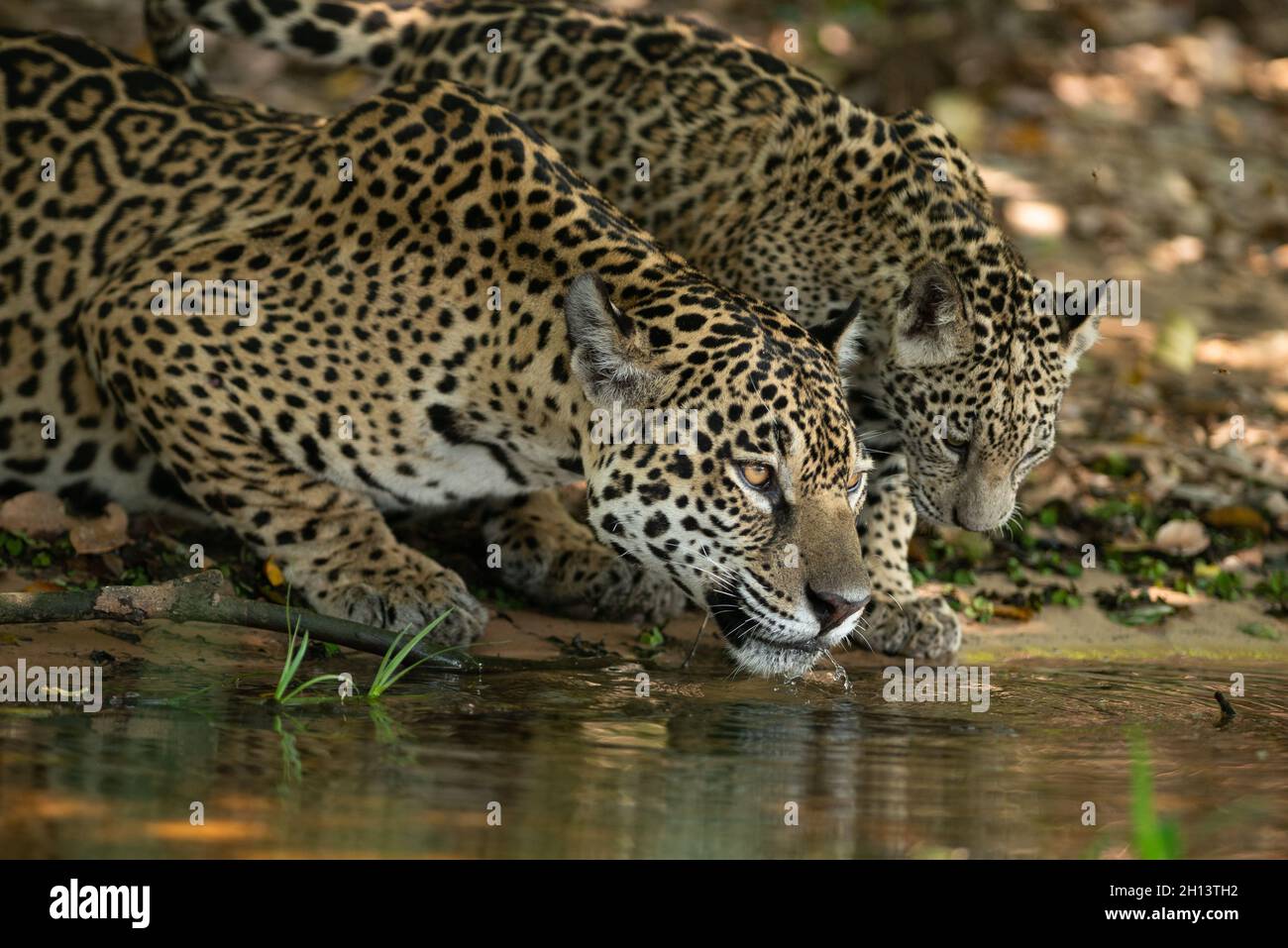 A Jaguar with a cub drinking water in North Pantanal, Brazil Stock Photo