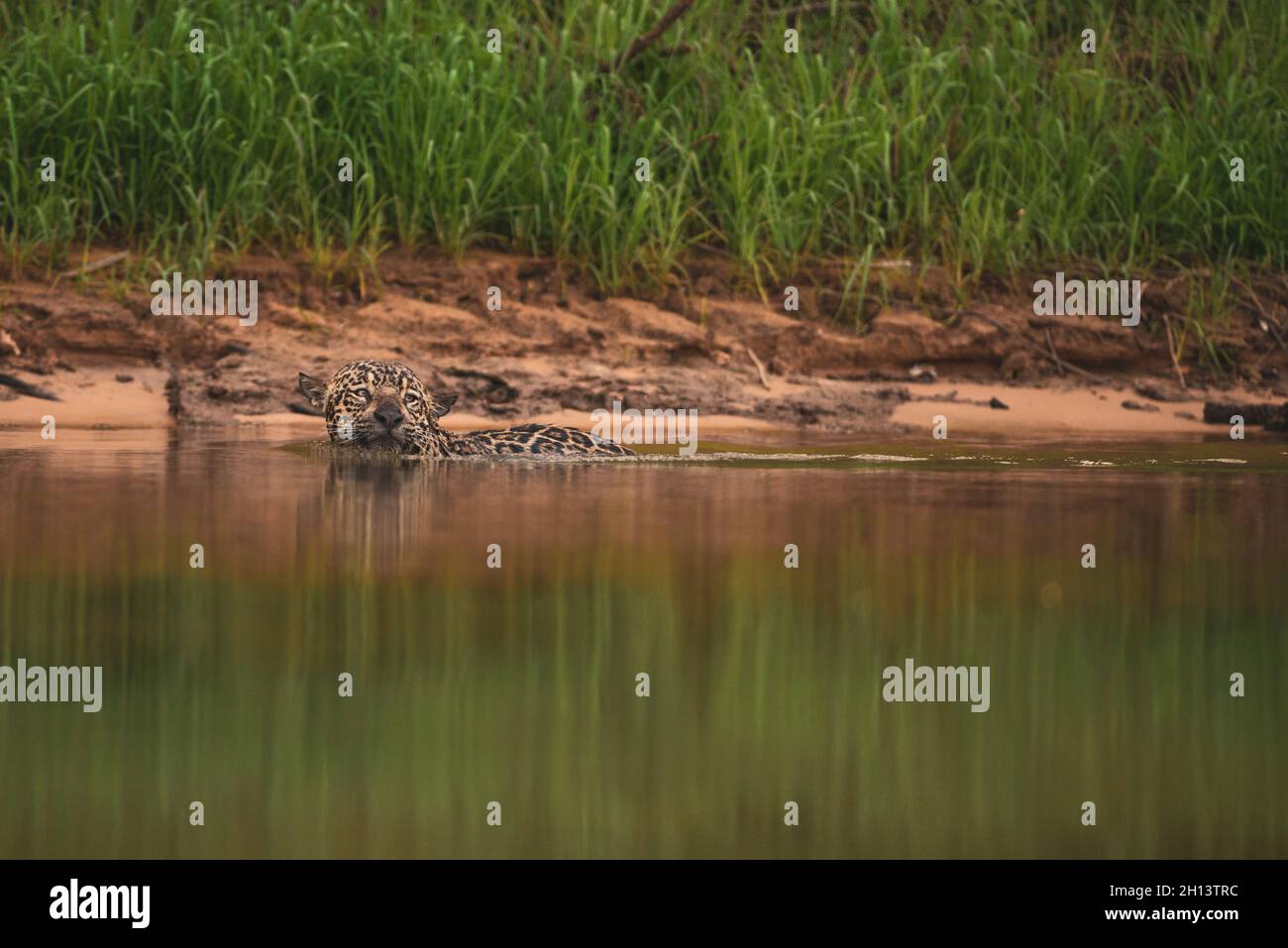 Jaguar swimming in North Pantanal Stock Photo