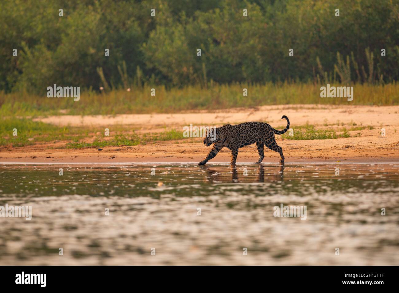 A Jaguar entering the water in North Pantanal Stock Photo