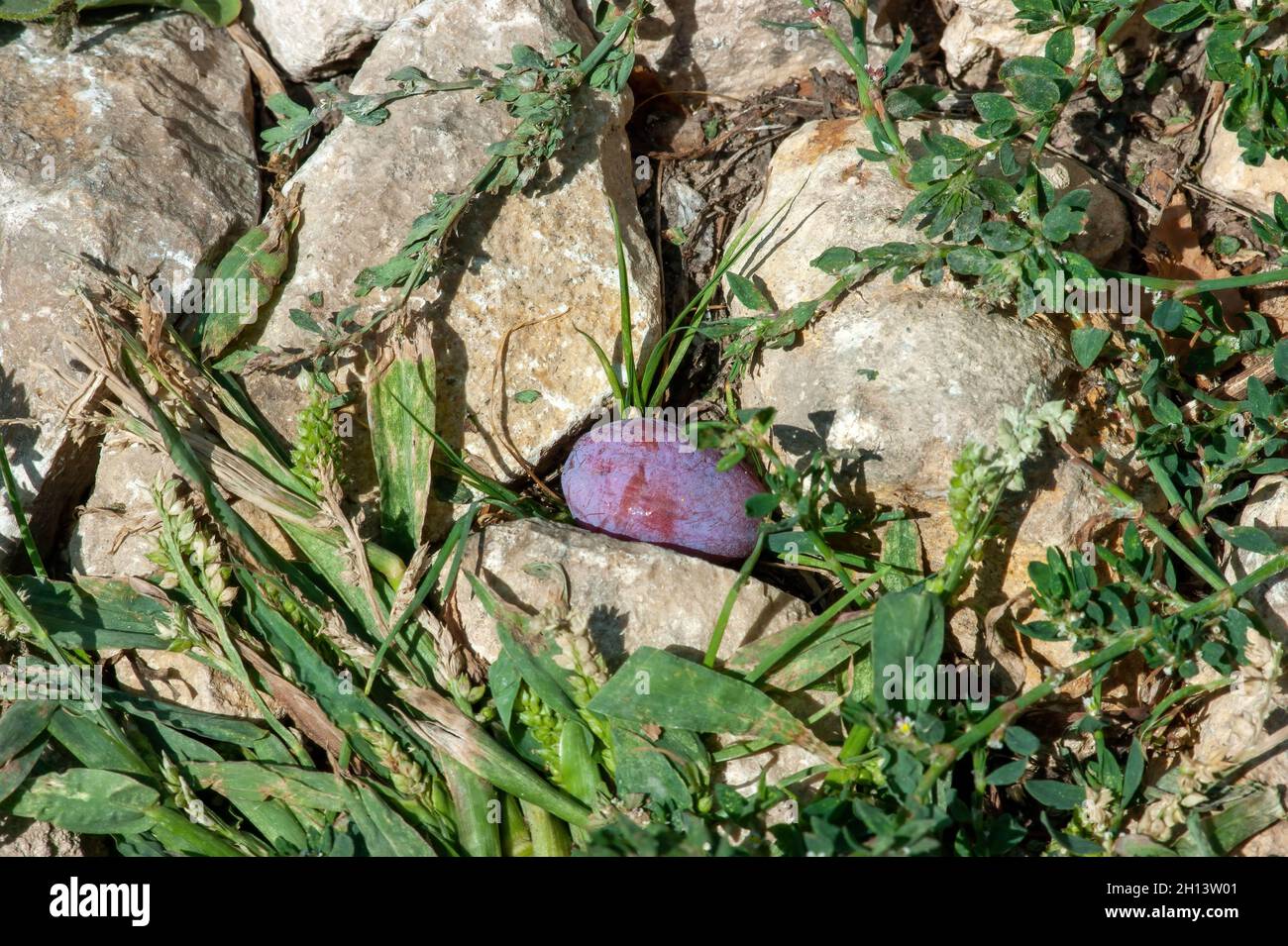 plum lies on the ground in the garden, in summer Stock Photo