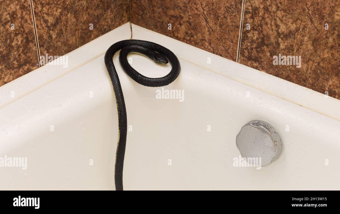 110 Snake Toilet Stock Photos - Free & Royalty-Free Stock Photos from  Dreamstime