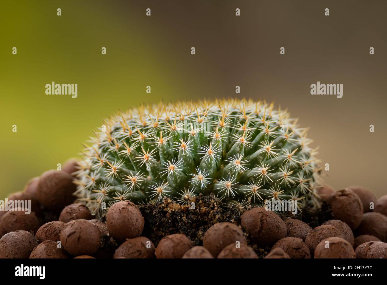 Mammillaria perbella hi-res stock photography and images - Alamy