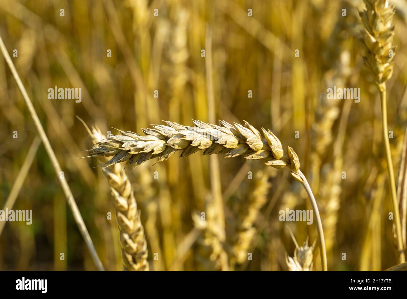 Wheat ear ready for harvesting. Stock Photo
