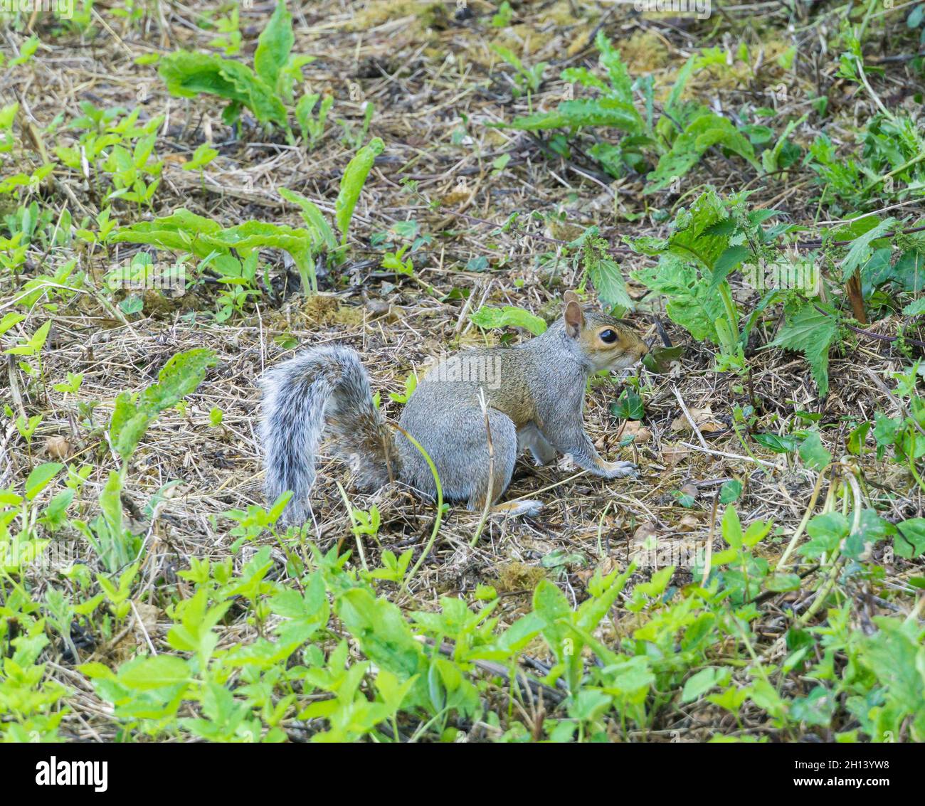 Startled Grey Squirrel Stock Photo