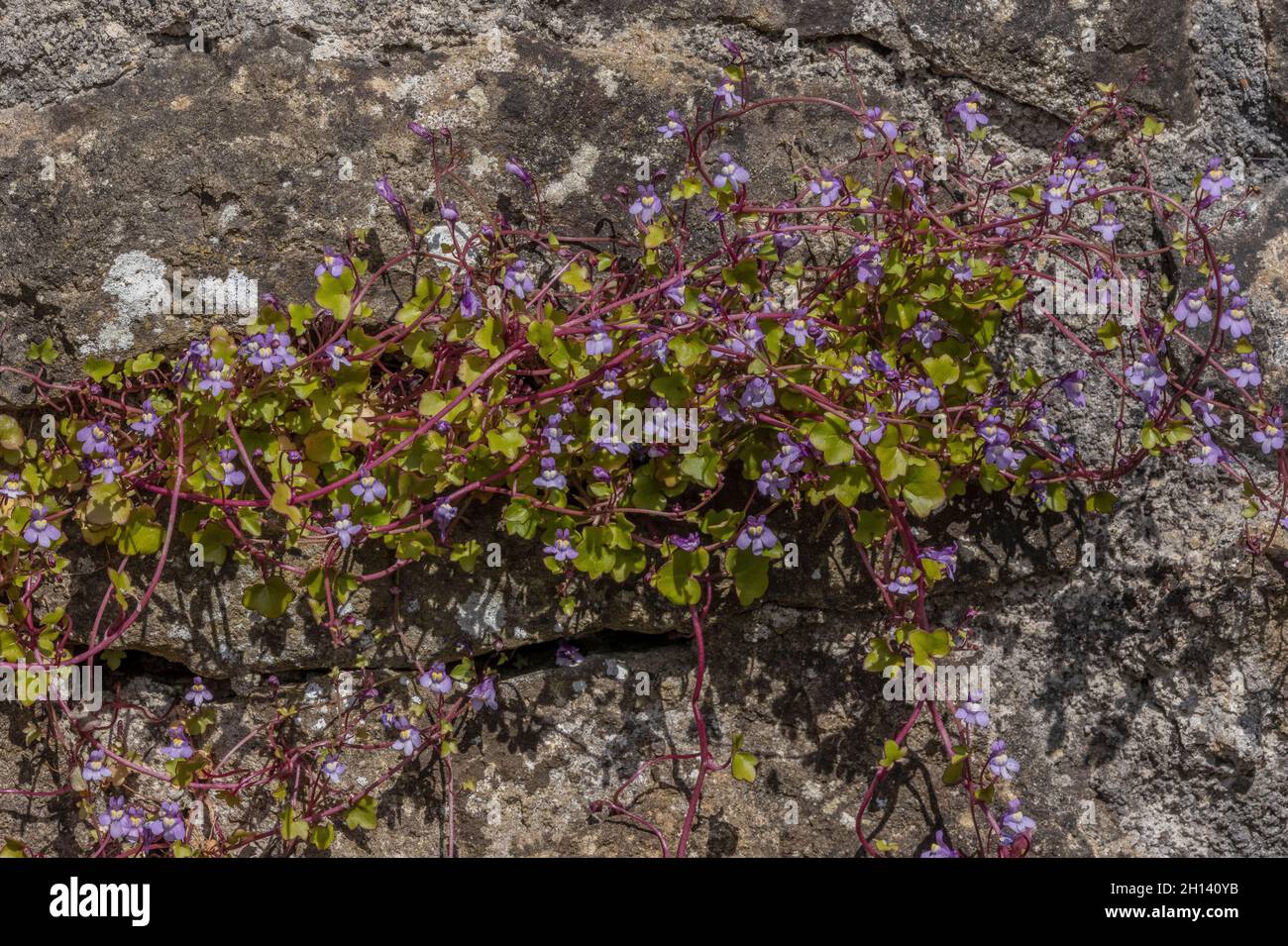 Ivy-leaved toadflax, Cymbalaria muralis, growing in crack in old wall. Stock Photo