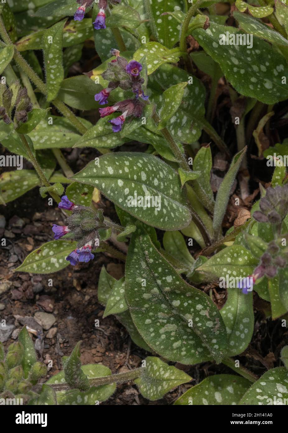 Common lungwort, Pulmonaria officinalis, in flower in spring. Stock Photo