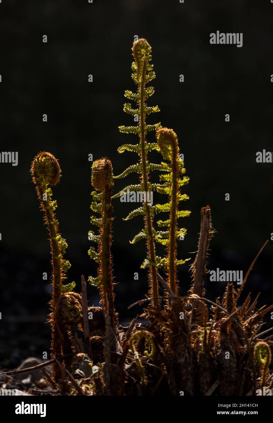 Young fronds of Dryopteris filix-mas 'The King', unfurling in spring. Garden. Stock Photo