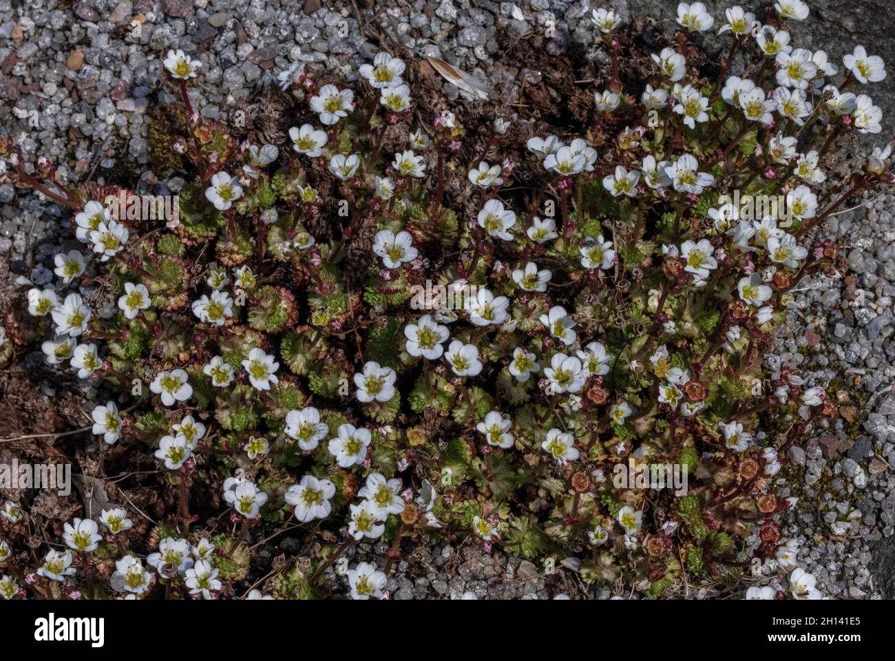 Irish Saxifrage, Saxifraga rosacea, in flower on limestone outcrop. Stock Photo