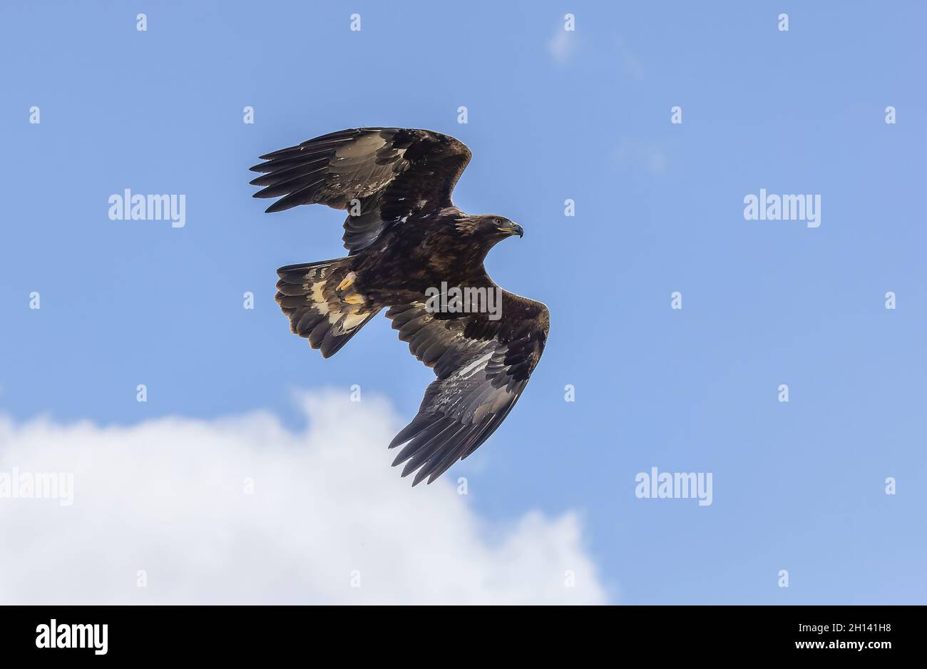 Golden eagle aquila chrysaetos immature hires stock photography and