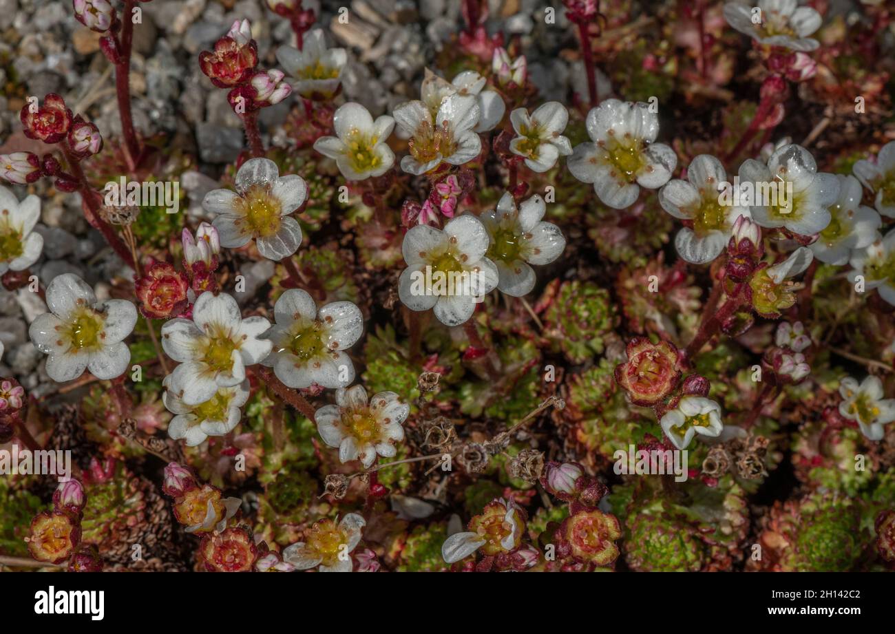 Irish Saxifrage, Saxifraga rosacea ssp. rosacea in flower in spring. Stock Photo
