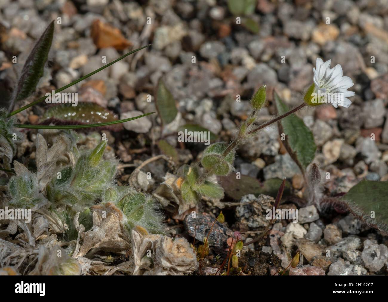 Alpine mouse-ear, Cerastium alpinum, in flower. Wales. Stock Photo