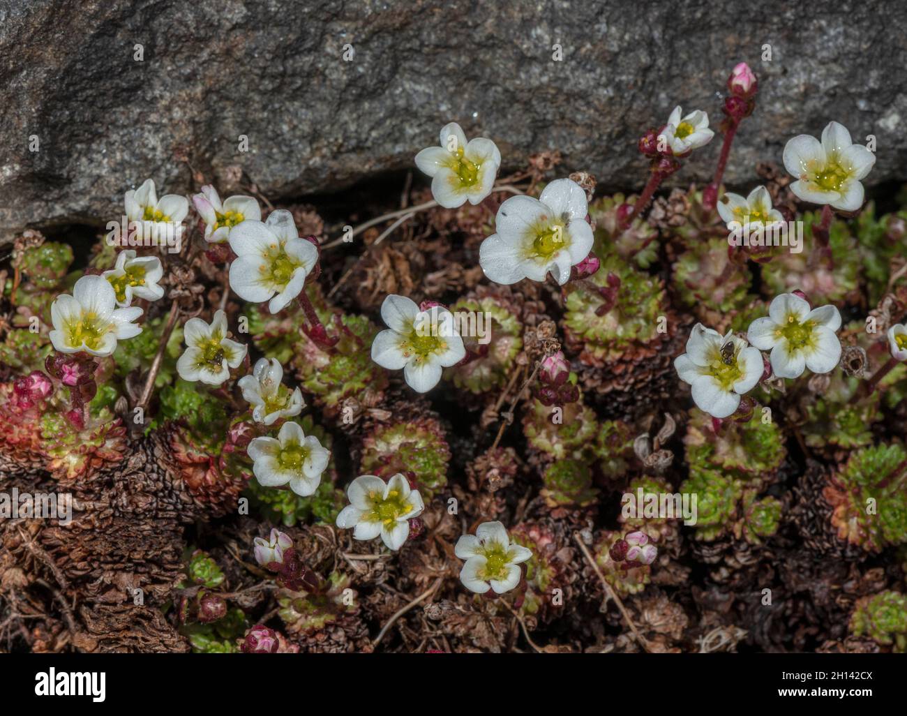 Irish Saxifrage, Saxifraga rosacea ssp. rosacea in flower in spring. Stock Photo