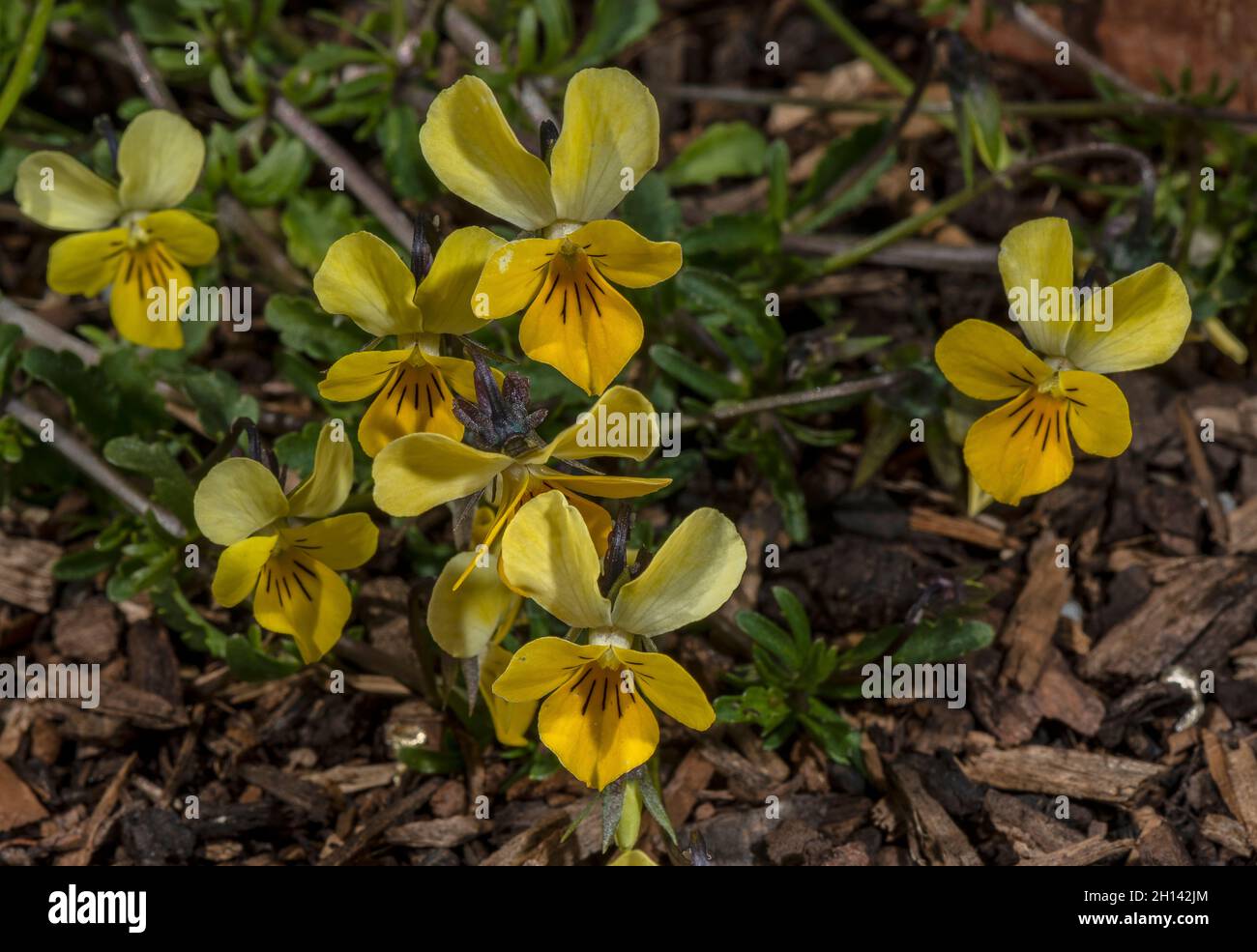 Dune Pansy, Viola tricolor ssp curtisii, in flower on sand dunes, Wales. Stock Photo