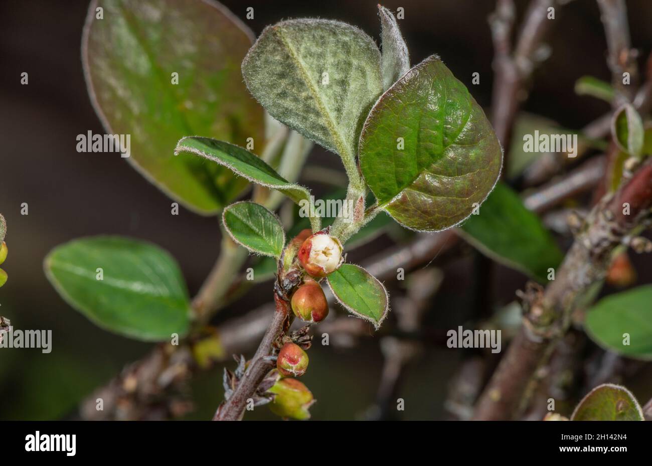 Great Orme Berry, Cotoneaster cambricus, in flower on the Great Orme, Wales, Stock Photo