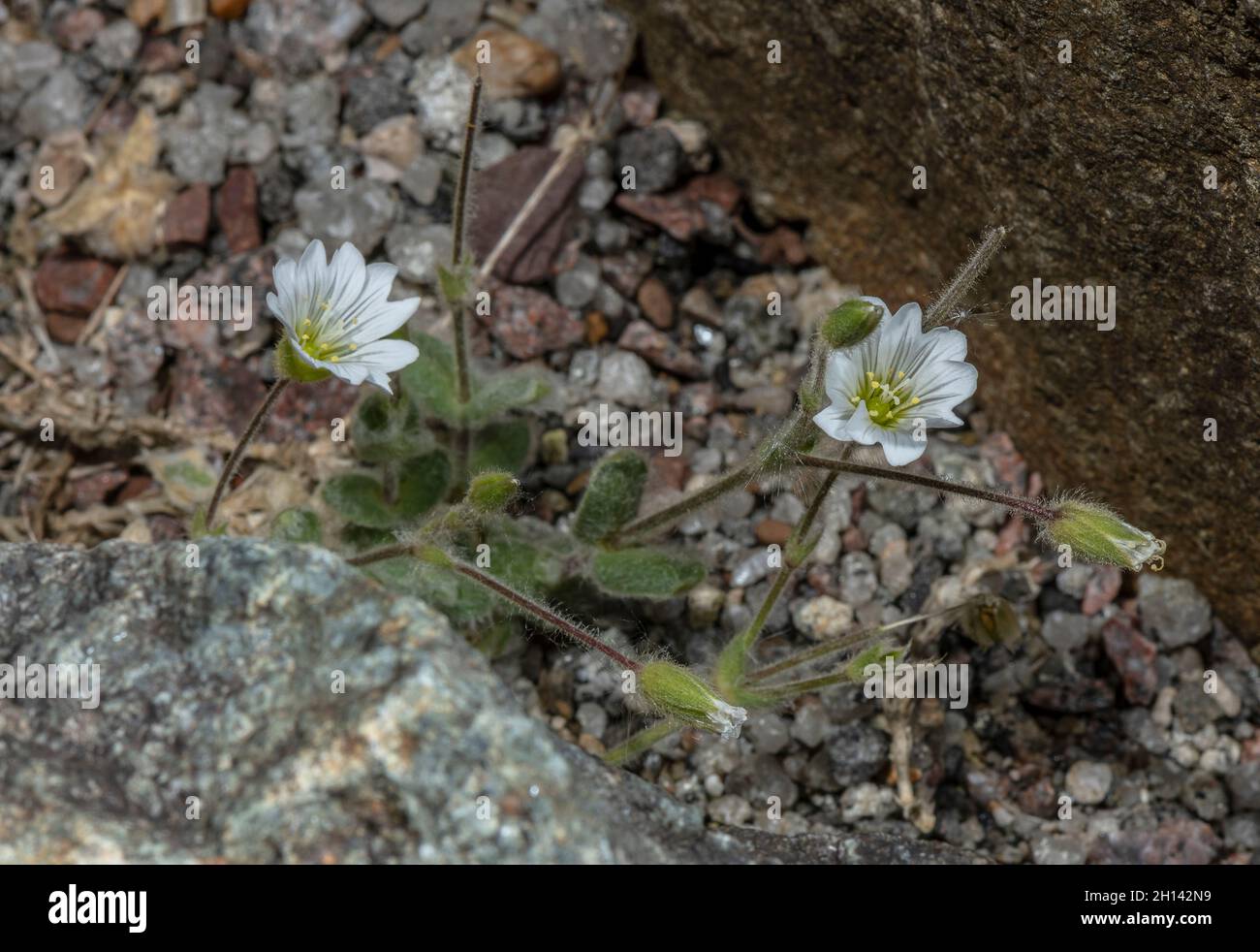 Alpine mouse-ear, Cerastium alpinum, in flower. Wales. Stock Photo