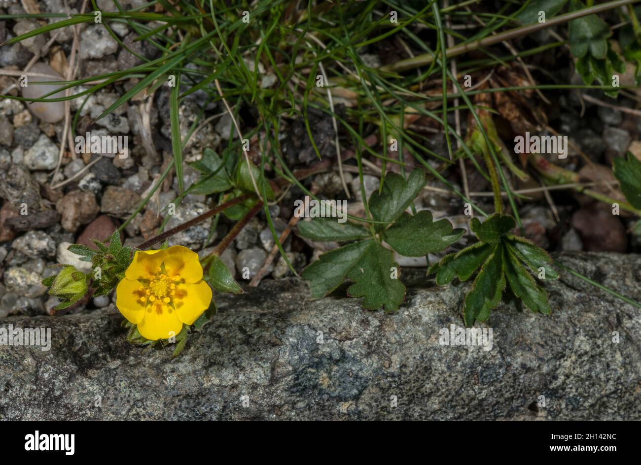 Alpine cinquefoil, Potentilla crantzii, in flower. Wales. Stock Photo