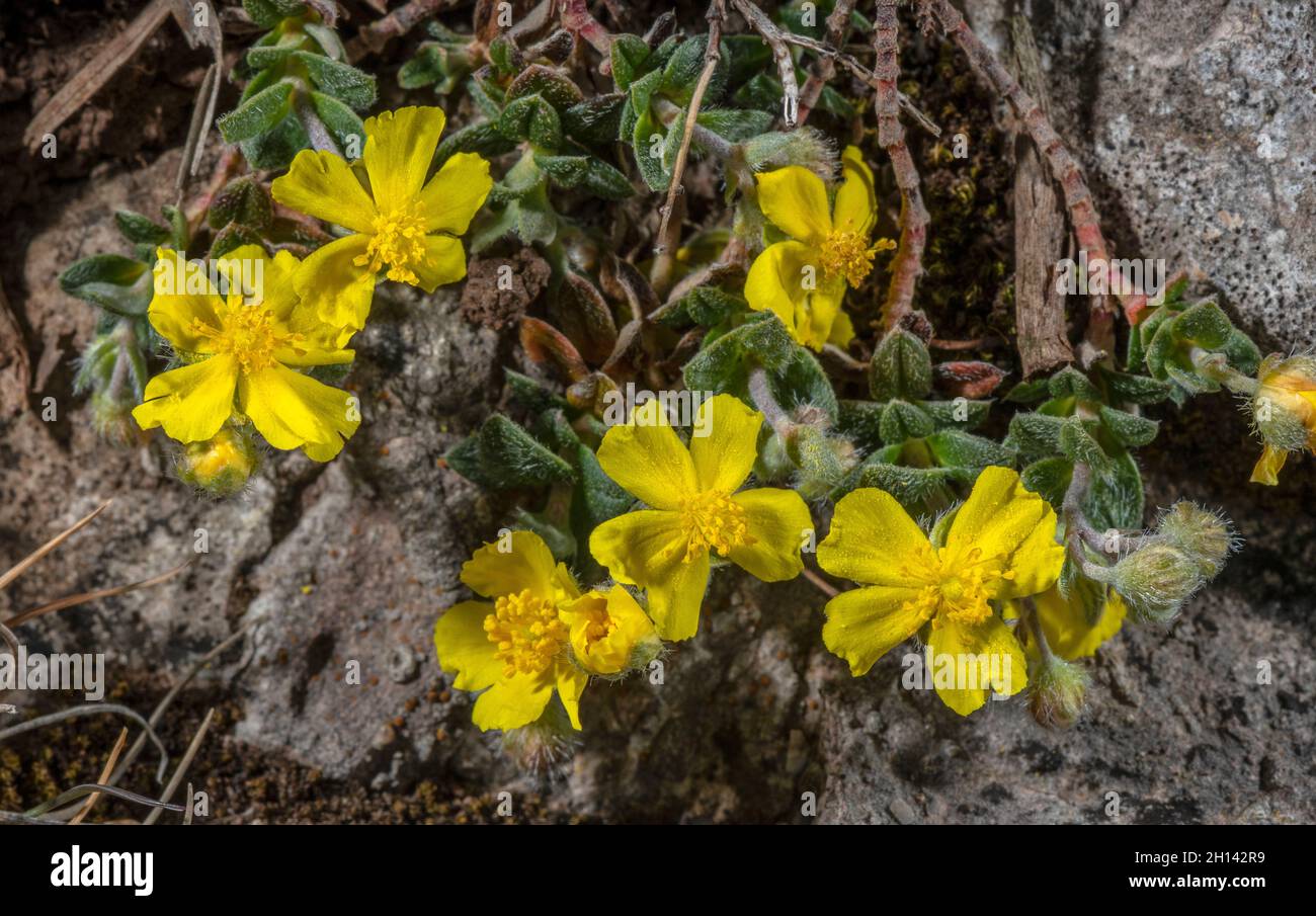 Hoary Rock-rose, Helianthemum oelandicum ssp incanum, in flower in limestone grassland, Gower, Wales. Stock Photo