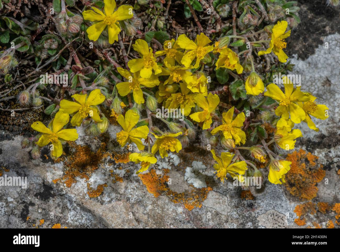 Hoary Rock-rose, Helianthemum oelandicum ssp incanum, in flower in limestone grassland, Gower, Wales. Stock Photo