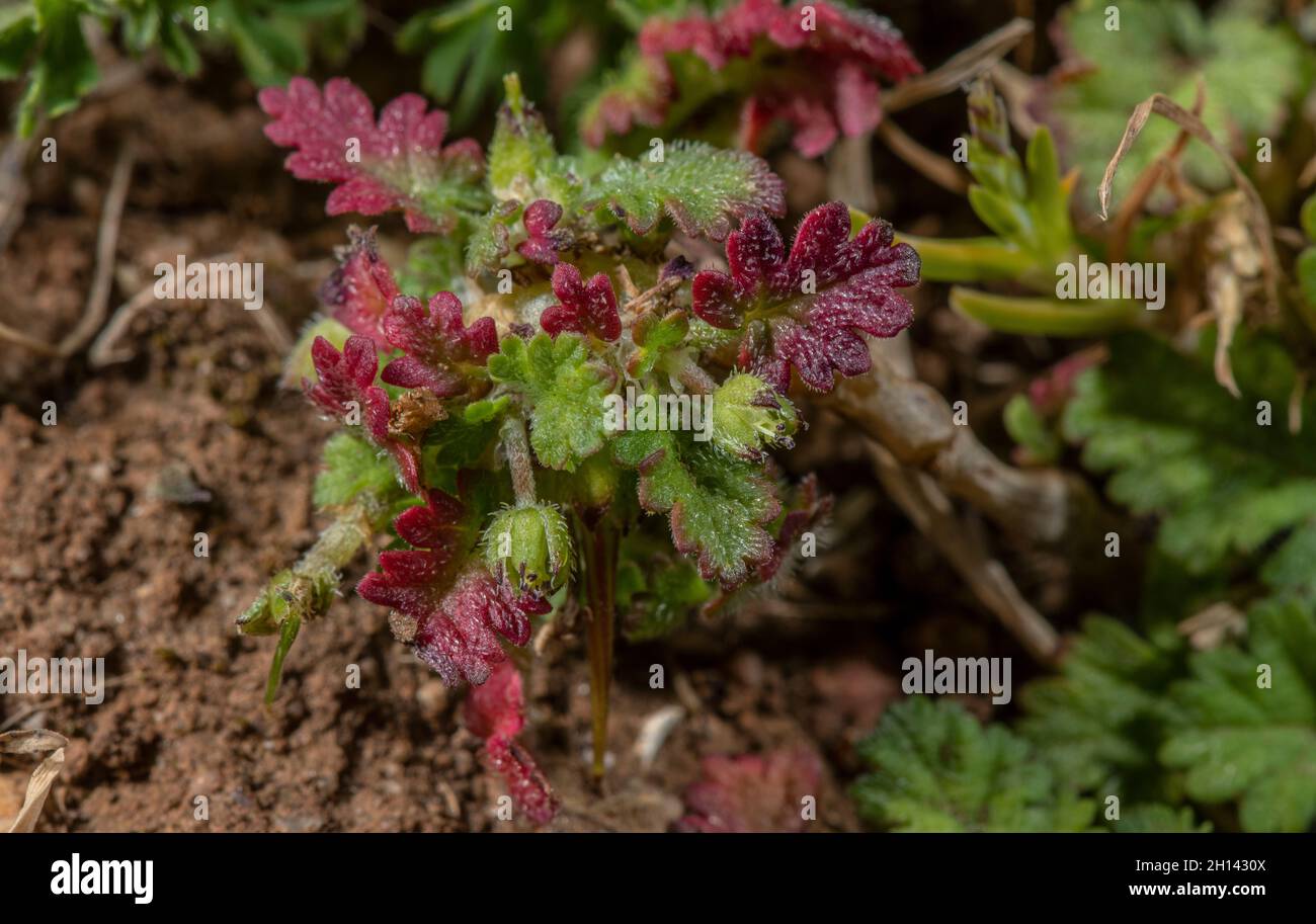 Sea Storksbill, Erodium maritimum with petal-less flowers, on the Gower coast. Stock Photo