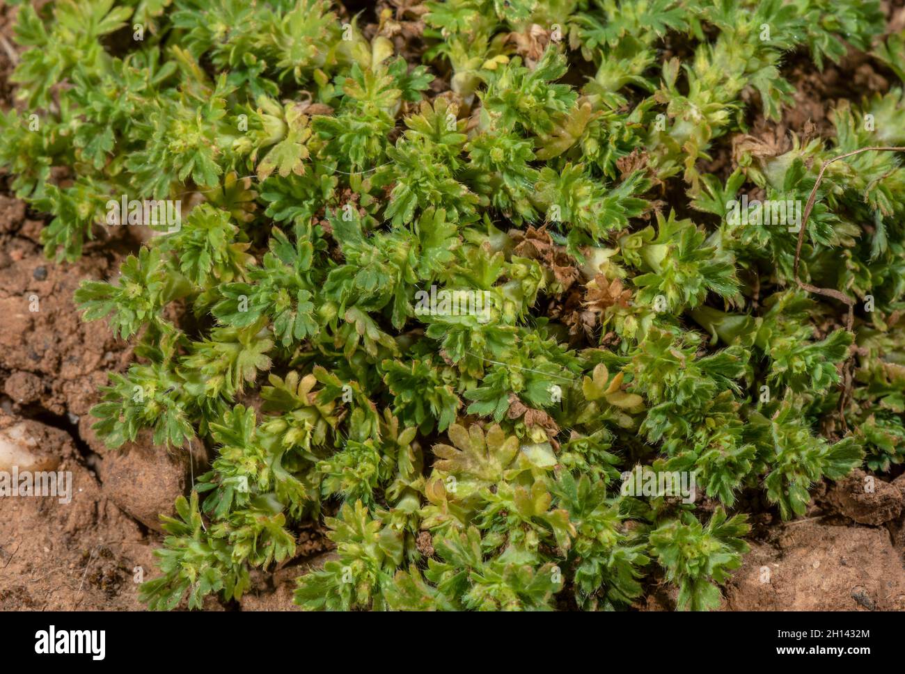 Parsley Piert, Aphanes sp. in flower and fruit on the Gower peninsula
