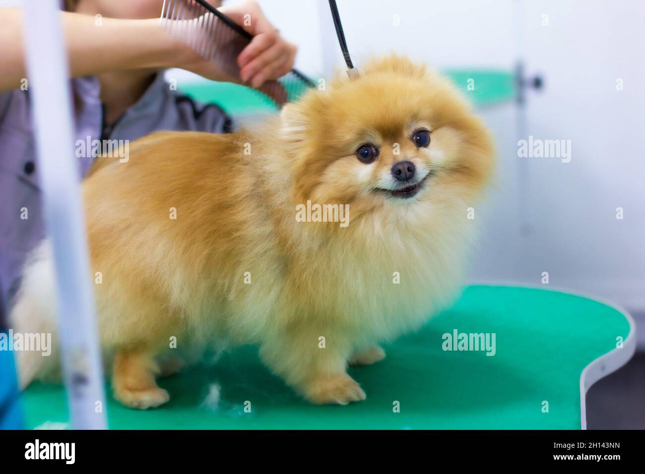 A young woman combs and dries the dog's fur, looks after a puppy in the salon People, work, profession and animal care. Stock Photo