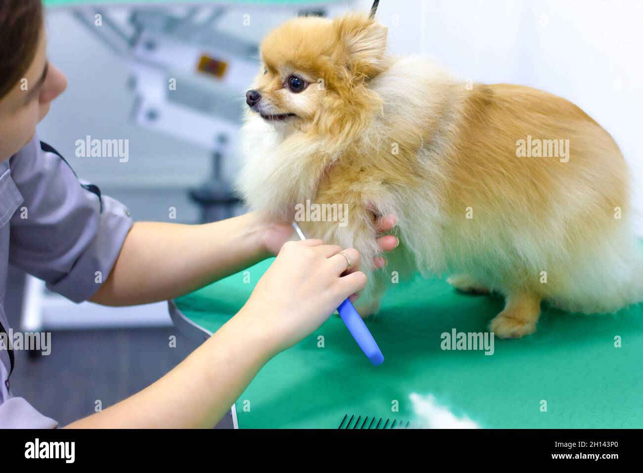A young woman combs and dries the dog's fur, looks after a puppy in the salon People, work, profession and animal care. Stock Photo
