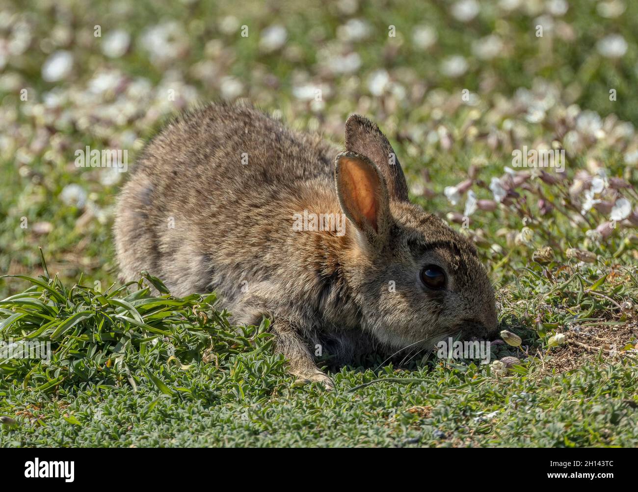 Skomer Rabbits Rabbit, Oryctolagus cuniculus, feeding among Sea Campion, Skomer ...